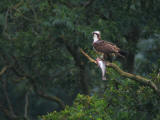 Osprey Feeding